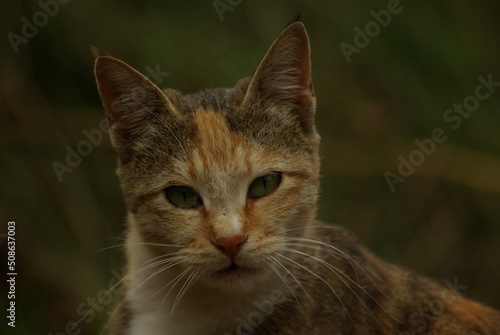 portrait of a cat © halityasar