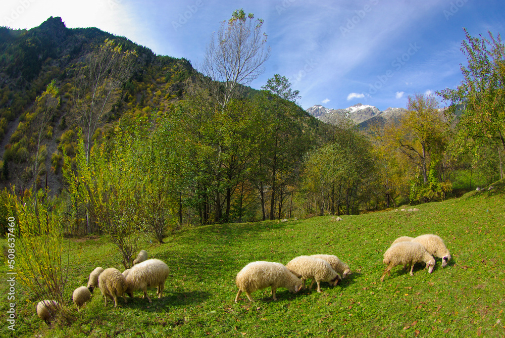 Obraz premium sheep in the mountains