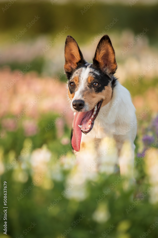 Border Collie dog with flowers. Dog in field of flowers