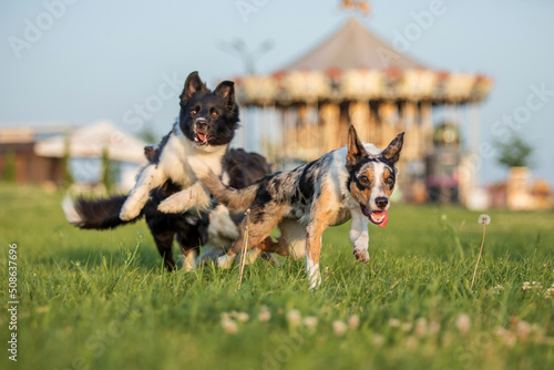 Dogs running together. Funny running pets. Group of dogs.