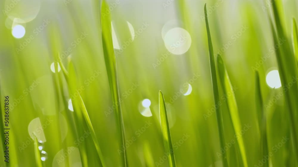 fresh morning water dew drops on vibrant green grass lit by the sun close up slow motion fresh morning water dew drops on vibrant green grass lit by the sun close up slow motion