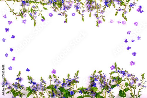 Frame of blue wildflowers on a white background, copy space