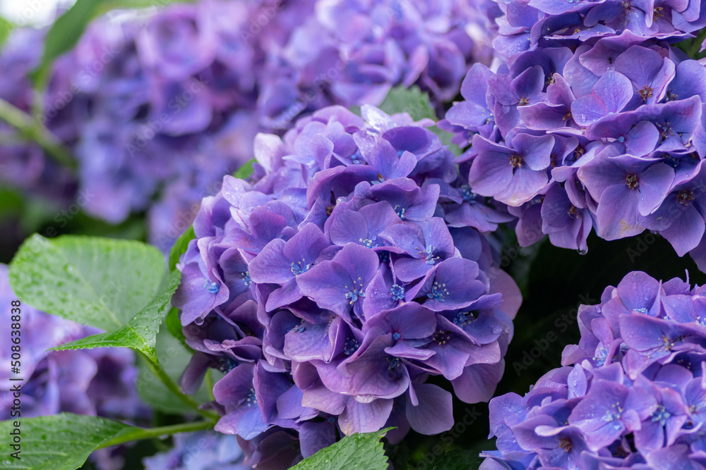 紫陽花と梅雨 紫陽花と梅雨