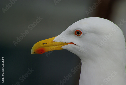 close up of a seagull on the beach