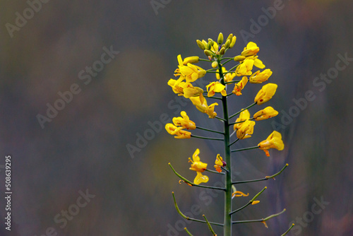 yellow canola flowers in a field