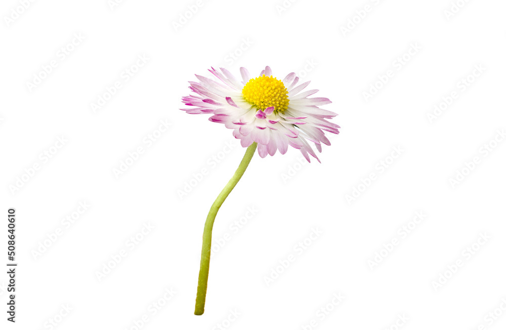 side view of a single flower of medicinal chamomile on a yellow background. High quality photo side view of a single flower of medicinal chamomile on a yellow background. High quality photo