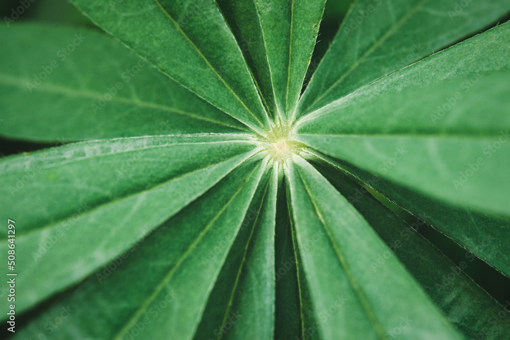 Green leaves plant closeup abstract background Green leaves plant closeup abstract background