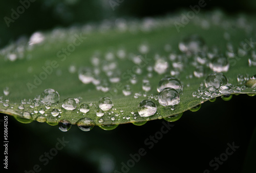 bright saturated green foliage in raindrops