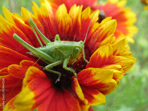 Amazing macro of a small green grasshopper on a colorful flower. Close up