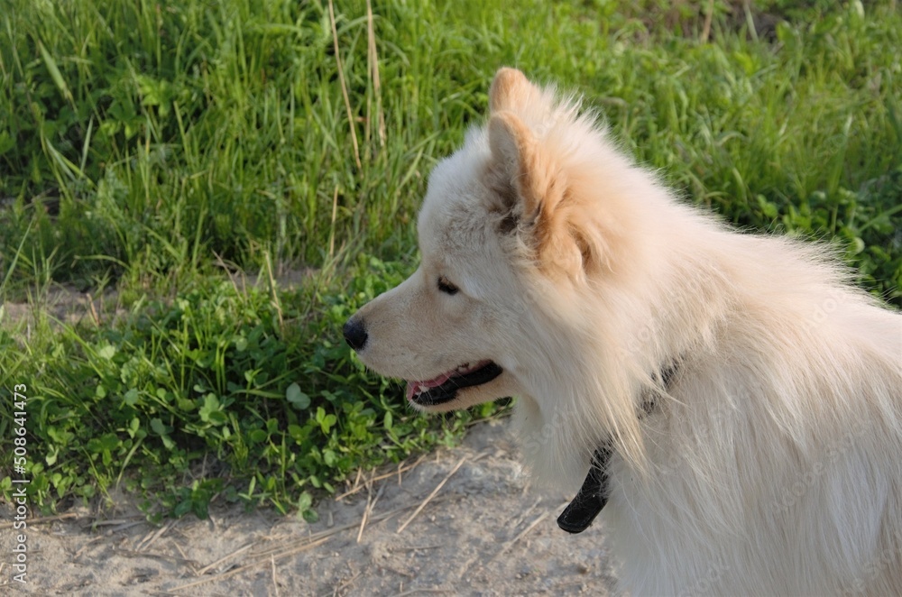 white big dog on a walk in nature, walking pets white big dog on a walk in nature, walking pets