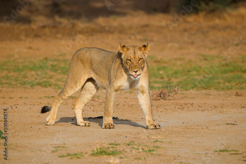 Lioness in the Kgalagadi, South Africa