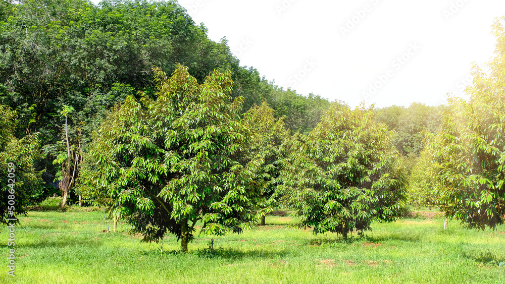 durian tree in the garden