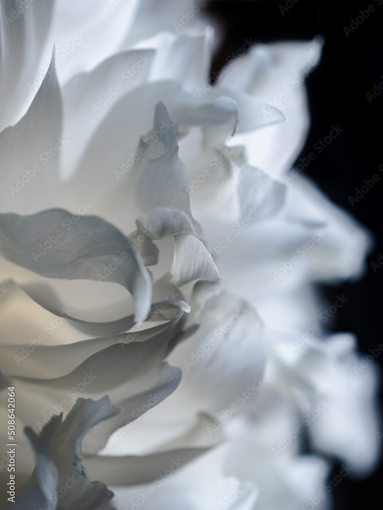 Close-up macro shot of translucent white peony petals. Black background. Spring background concept. Texture of white peony petals. Vertical Close-up macro shot of translucent white peony petals. Black background. Spring background concept. Texture of white peony petals. Vertical