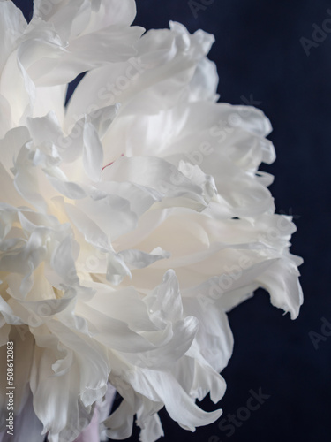 Close-up macro shot of white peony petals. Blue background. Spring background concept. The concept of lightness and airiness. Wallpaper and design. vertically © Anastasiia