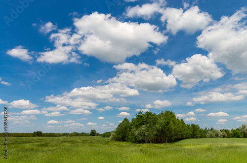 summer in steppe