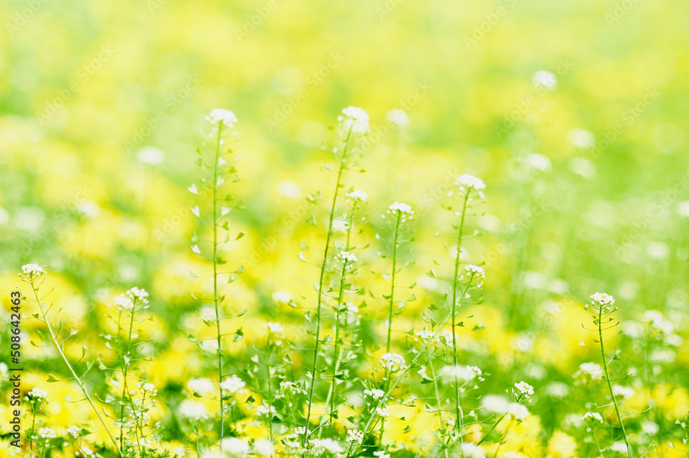Fototapeta premium Close-up natural white flowers on green grass with yellow flowers blurred background in garden with copy space. Selective focus.
