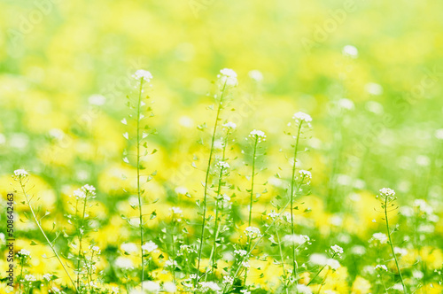 Close-up natural white flowers on green grass with yellow flowers blurred background in garden with copy space. Selective focus.