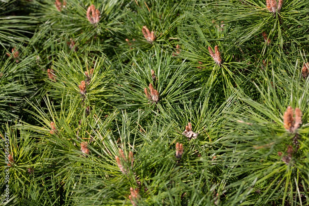 macro of green pine needles, natural green coniferous background