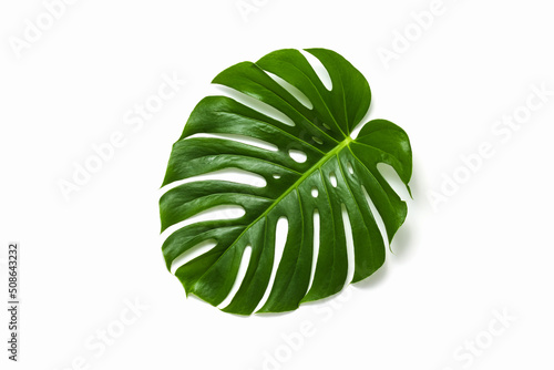 Jungle monstera tropical plant leaf on white background top view