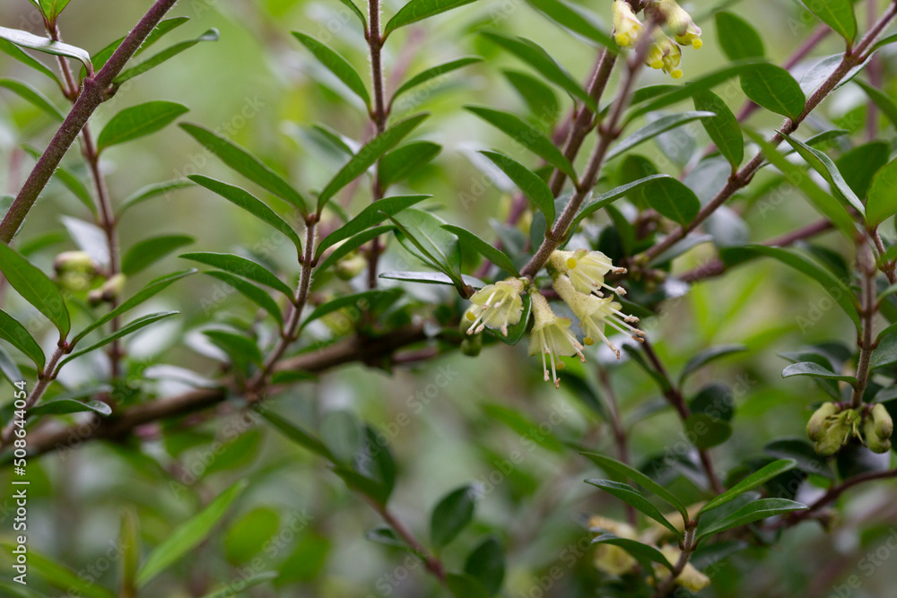 close-up of small white honeysuckle flowers in May, Box-leaved honeysuckle branch - Latin name - Lonicera ligustrina var. pileata Lonicera pileata close-up of small white honeysuckle flowers in May, Box-leaved honeysuckle branch - Latin name - Lonicera ligustrina var. pileata Lonicera pileata