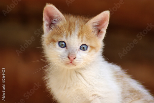 portrait of a kitten © halityasar