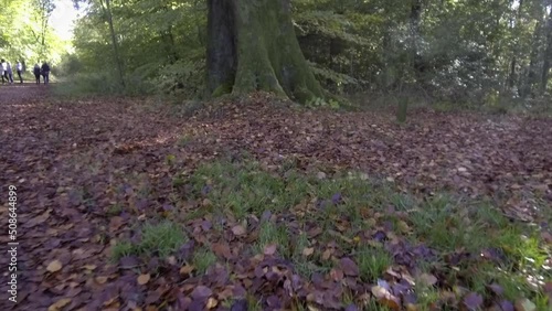 Woodland spring - Savernake Forest - England photo