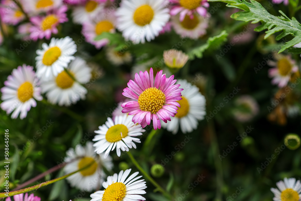 Erigeron karvinskianus, the Mexican fleabane is a species of daisy-like flowering plant in the family Asteraceae. Other common names include Latin American fleabane, Santa Barbara daisy.
Erigeron karvinskianus, the Mexican fleabane is a species of daisy-like flowering plant in the family Asteraceae. Other common names include Latin American fleabane, Santa Barbara daisy.