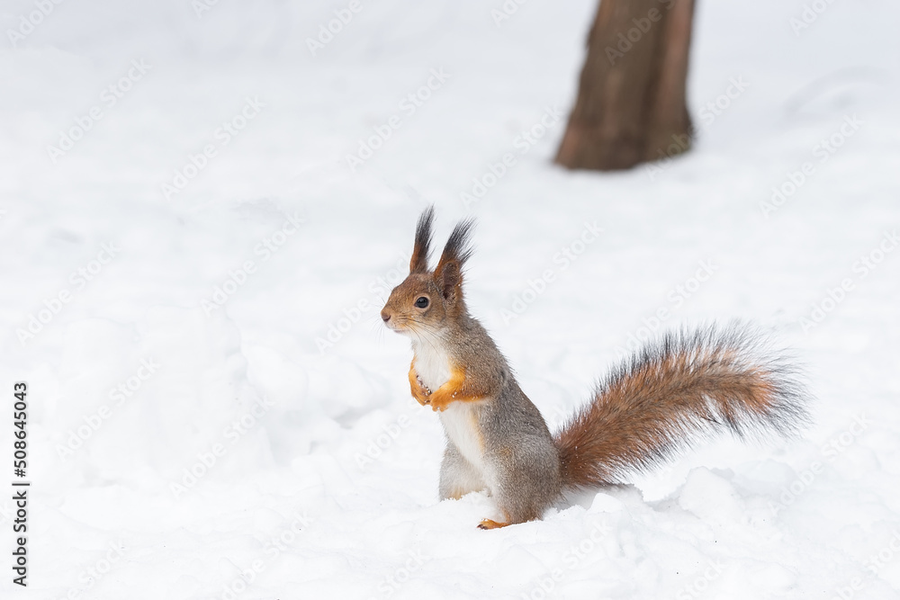 Red squirrel sitting on a tree branch in winter forest and nibbling seeds on snow covered trees background. Red squirrel sitting on a tree branch in winter forest and nibbling seeds on snow covered trees background.