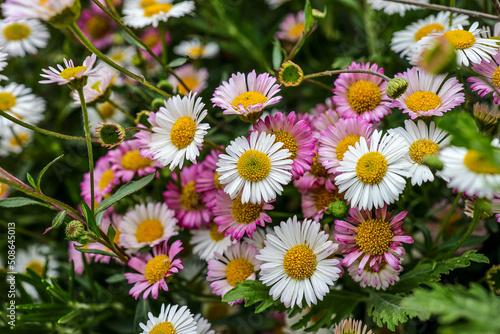 Erigeron karvinskianus  the Mexican fleabane is a species of daisy-like flowering plant in the family Asteraceae. Other common names include Latin American fleabane  Santa Barbara daisy. 
