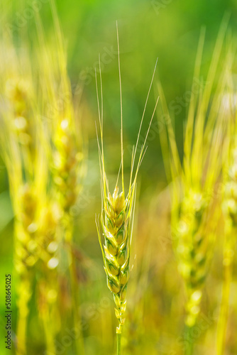 Spike of wheat, close-up. .Large ear of wheat against the background of the field.