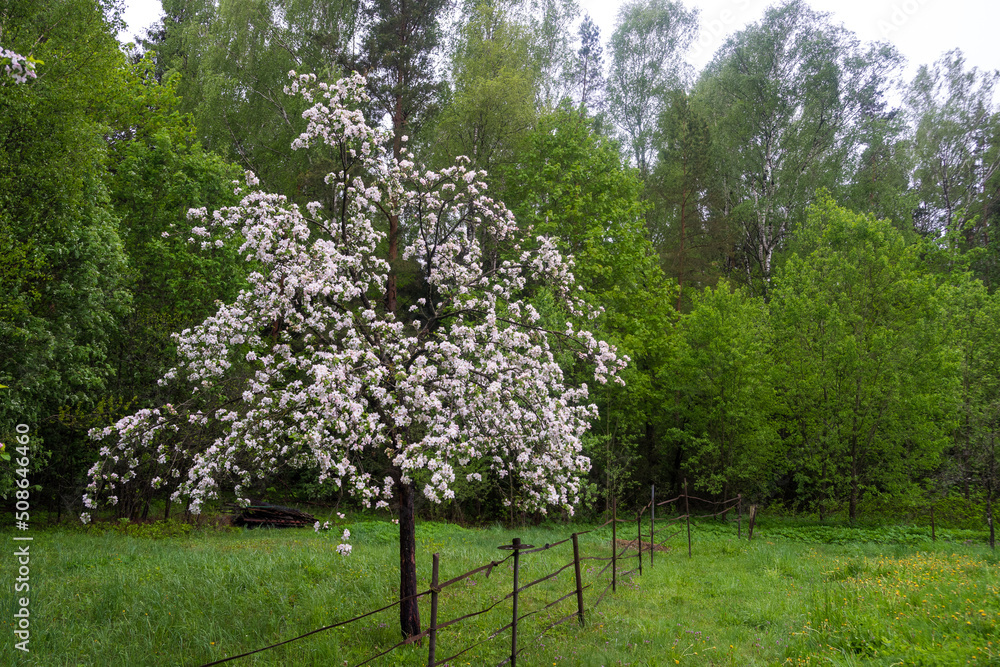 The apple tree is in bloom. Blooming apple tree, close-up of apple blossoms against the sky and greenery. Bright beautiful flowers. The apple tree is in bloom. Blooming apple tree, close-up of apple blossoms against the sky and greenery. Bright beautiful flowers.