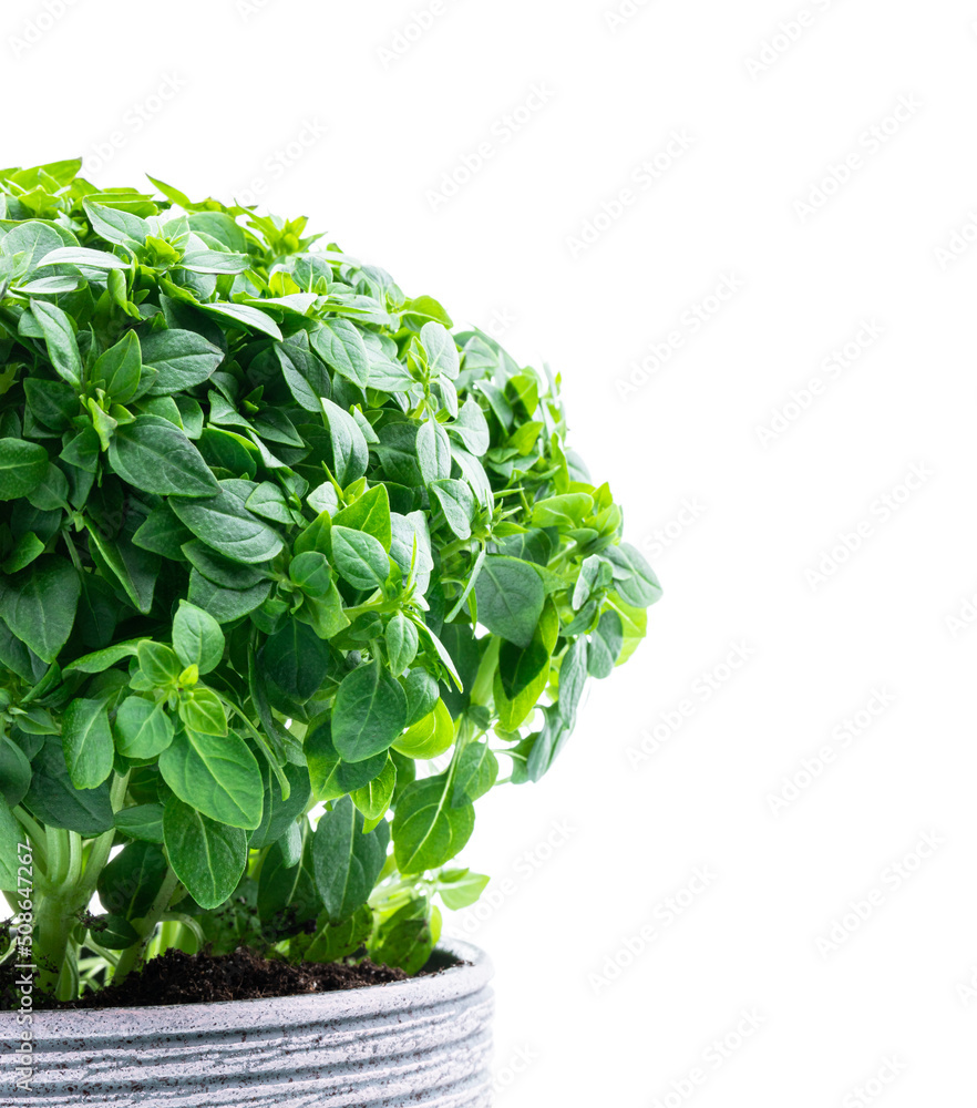 Greek dwarf basil plant in clay pot isolated on white Greek dwarf basil plant in clay pot isolated on white