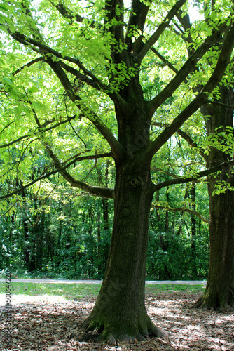 Tronco ramificato di albero nel bosco e pareidolia di figura antropomorfa