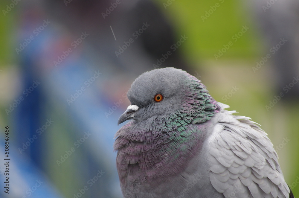 Fototapeta premium pigeons in the park