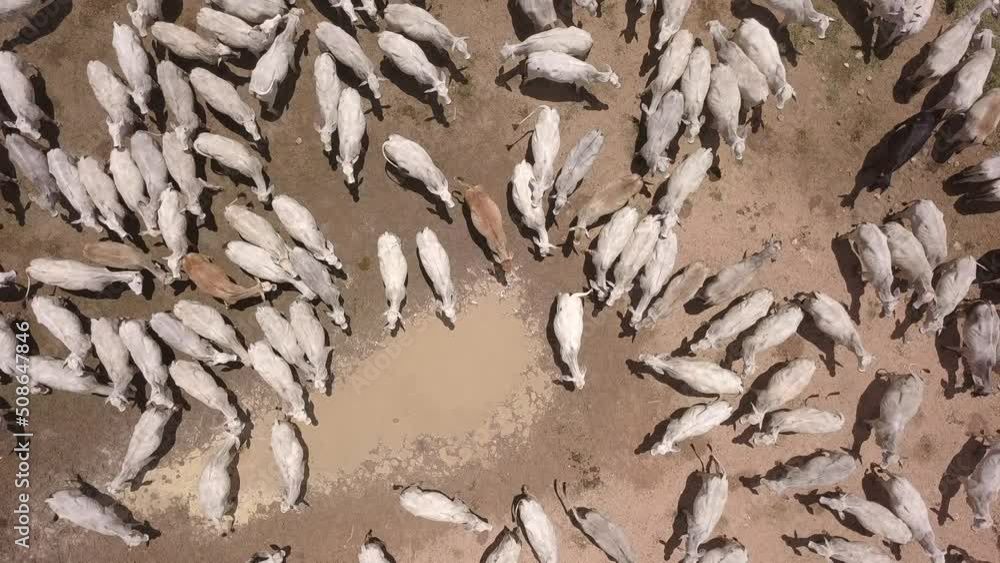 Aerial drone view of many zebu cattle grazing on sunny summer day in livestock feedlot farm in Brazil. Concept of agriculture, environment, ecology, economy, exportation and meat production. 4K	