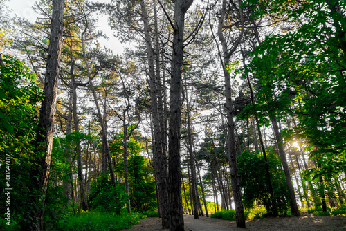 Dense Trees in the woods  near Formby beach  England  UK