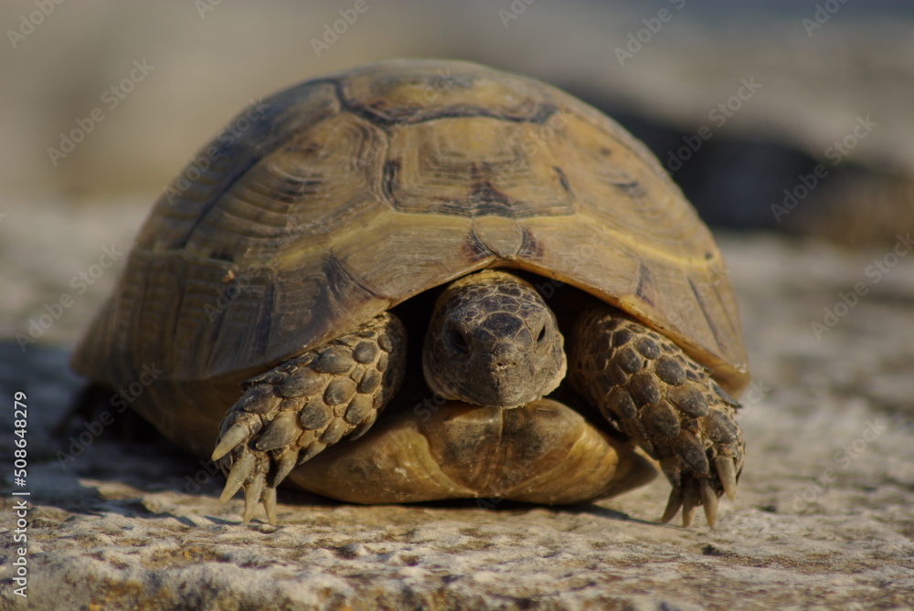 Obraz premium turtle on a rock