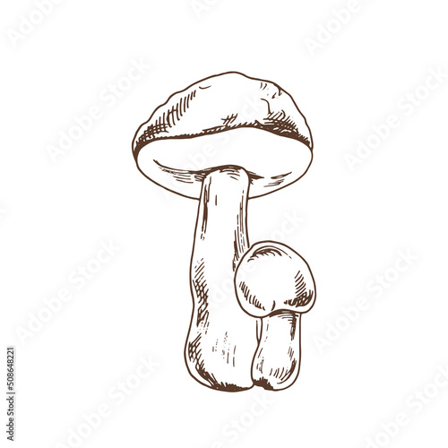 Outline Illustration of boletus mushrooms. Vector sketch icon. Vintage drawing.  Eco food vintage vector illustration. Sketch illustration for print, web, mobile and infographics.
