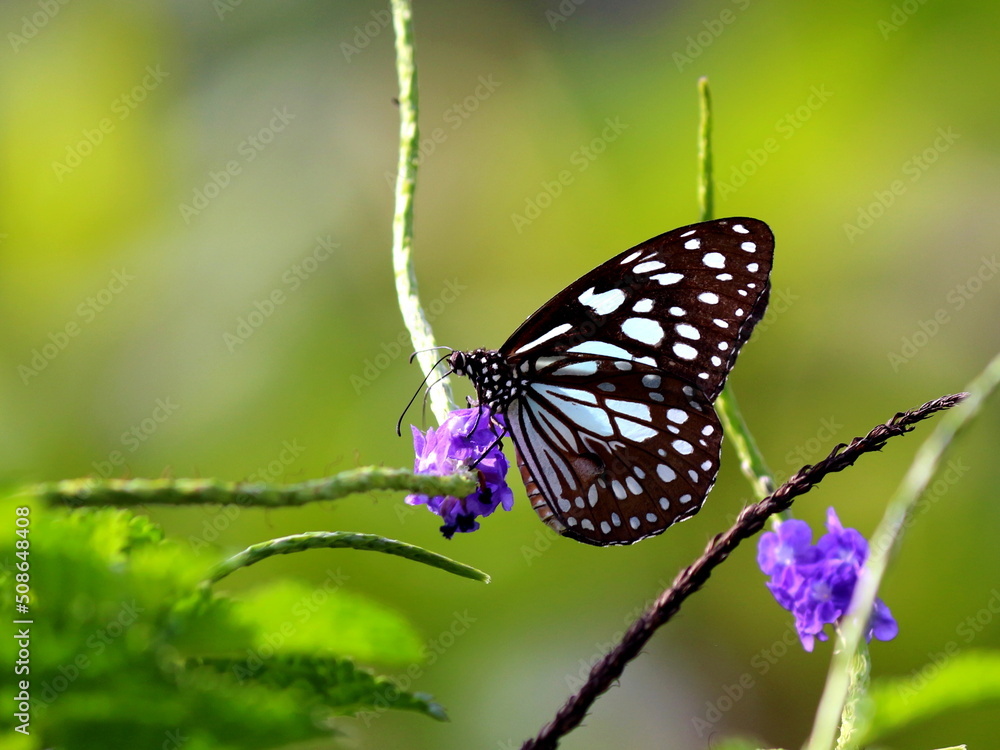Obraz premium Beautiful blue tiger butterfly on a purple flower