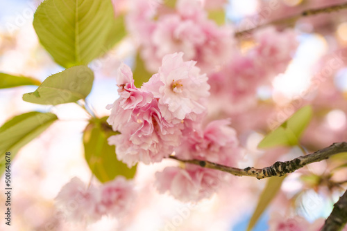 Magical scene with cherry flowers and magic sparks. Beautiful nature spring background. Photo toned in light pink color. Copy space for text. 