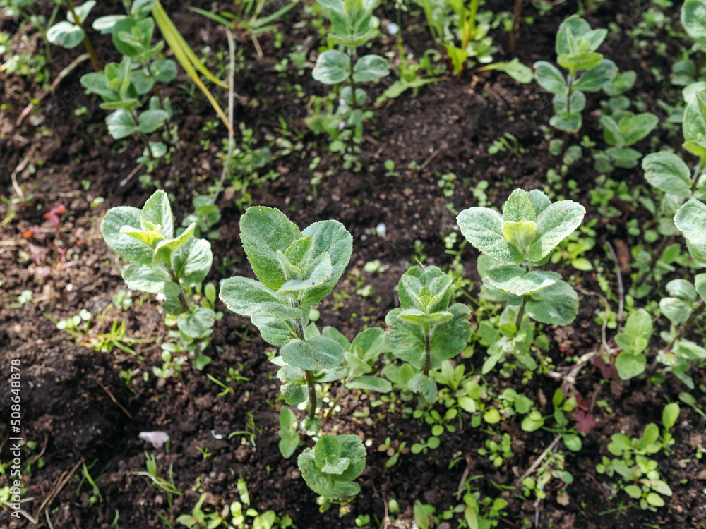 young Mint growing in the garden young Mint growing in the garden