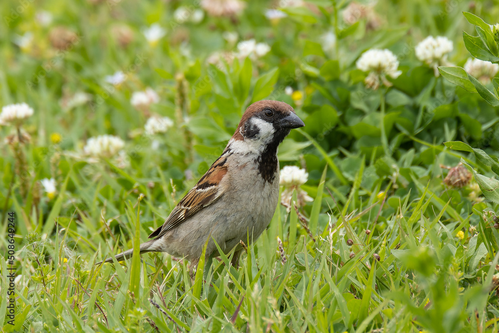 Obraz premium 地面に住む虫を探すスズメ