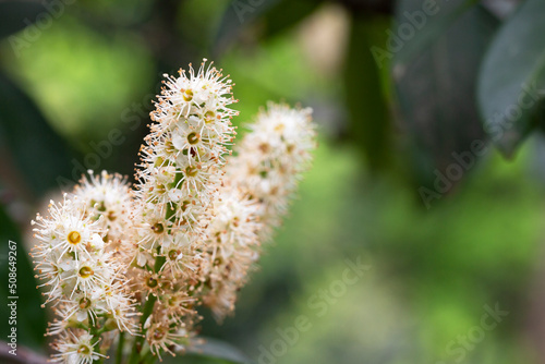 Beautiful blooming cherry laurel in sunny April