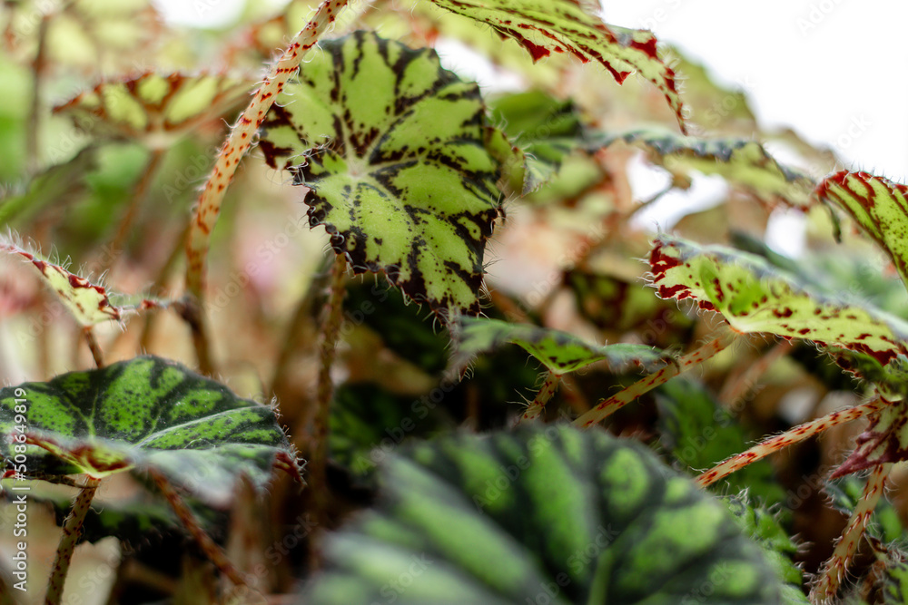 Leaves of Begonia close-up.Home gardening,urban jungle,biophilic design.Selective focus. Leaves of Begonia close-up.Home gardening,urban jungle,biophilic design.Selective focus.