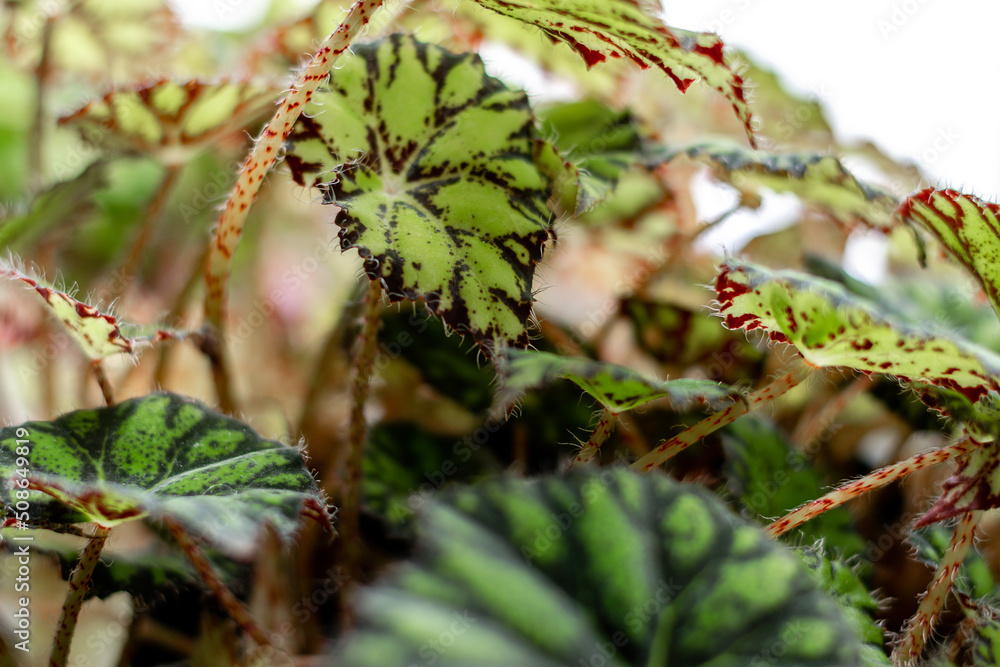 Leaves of Begonia close-up.Home gardening,urban jungle,biophilic design.Selective focus.