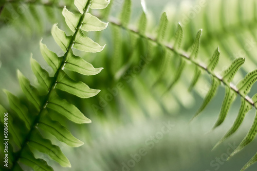 Fern leaves close-up.Abstract natural background.Urban jungle concept.Biophilic design.Selective focus. photo