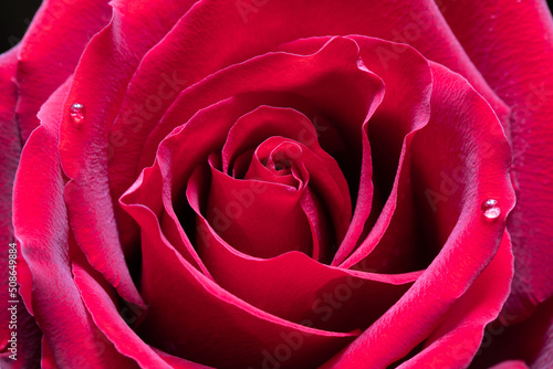 A red rose with dew drops on the petals. Close-up. Macro. 