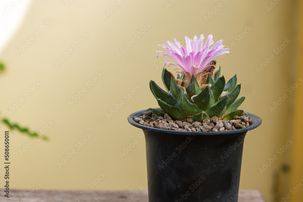 Ariocarpus trigonus cactus in pot and flower Ariocarpus trigonus cactus in pot and flower