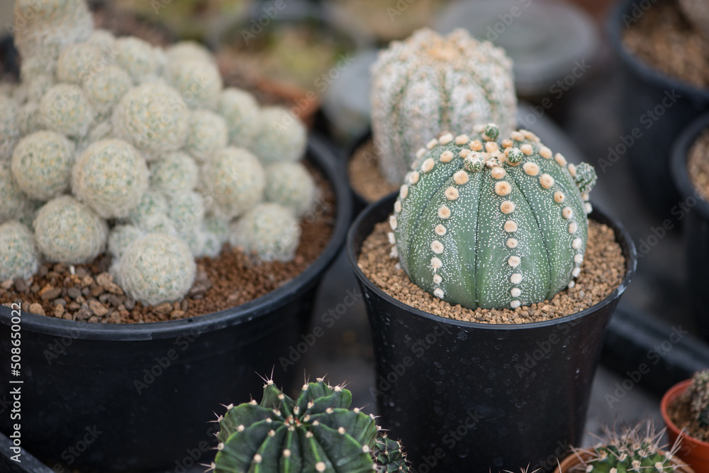 Astrophytum asterias cactus in pot Astrophytum asterias cactus in pot