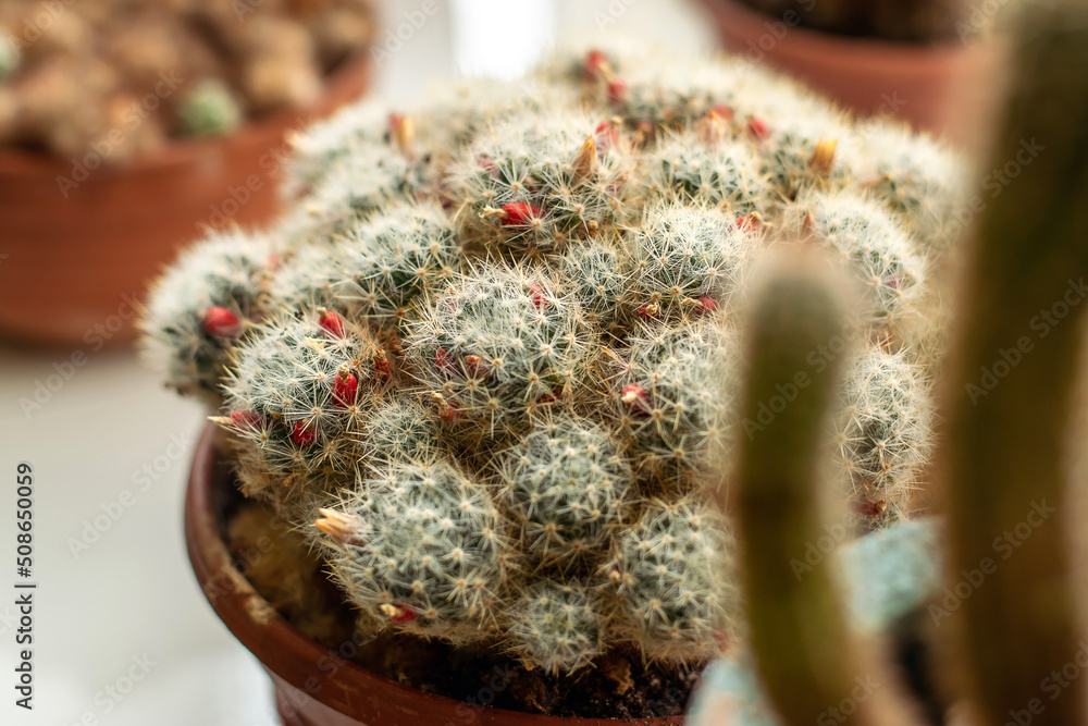 Blooming cactus on the windowsill close-up.Home gardening,urban jungle,biophilic design.Selective focus. Blooming cactus on the windowsill close-up.Home gardening,urban jungle,biophilic design.Selective focus.
